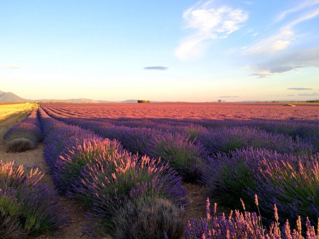 Plateau de Valensole Provence